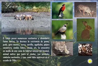 Mosaico de fauna nativa con zorros, puma, aves y conejos